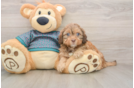 Playful Shihpoo Poodle Mix Puppy