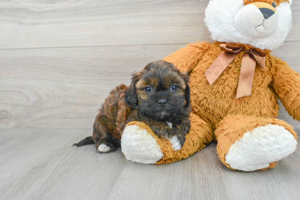 Best Shih Poo Baby