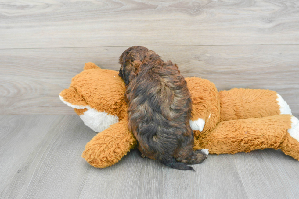 Shih Poo Pup Being Cute