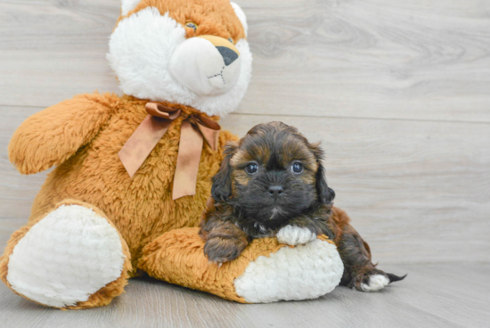 Shih Poo Pup Being Cute