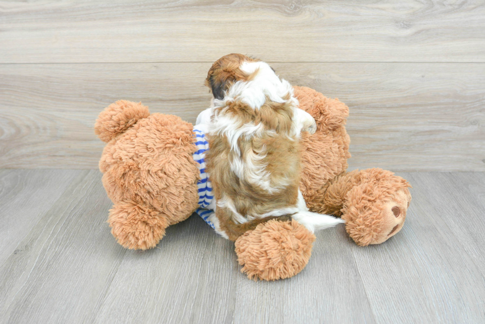 Best Shih Poo Baby
