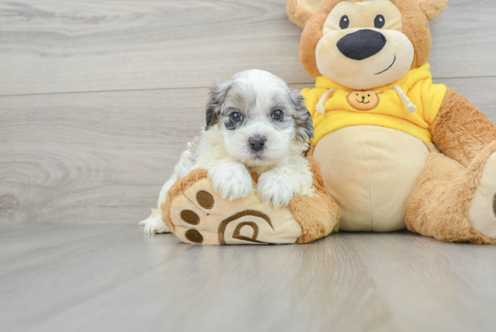 Happy Shih Poo Baby