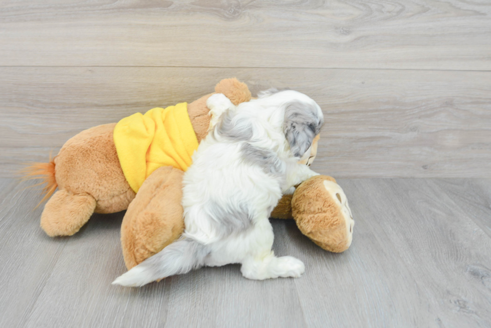 Funny Shih Poo Poodle Mix Pup