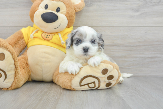 Shih Poo Pup Being Cute