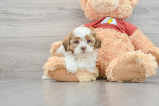 Petite Shih Poo Poodle Mix Pup