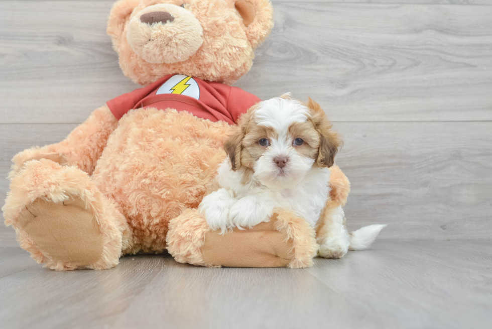 Shih Poo Pup Being Cute