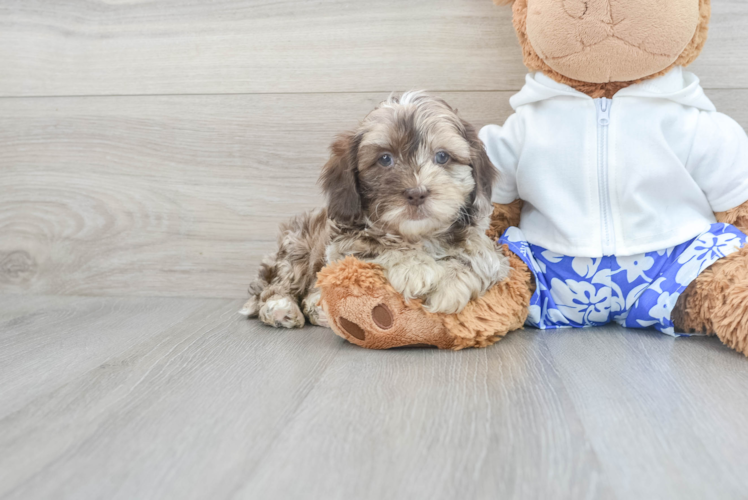 Shih Poo Puppy for Adoption