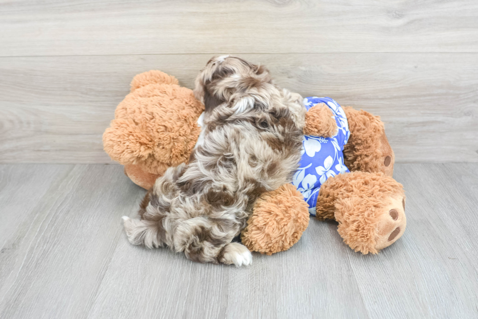 Cute Shih Poo Baby