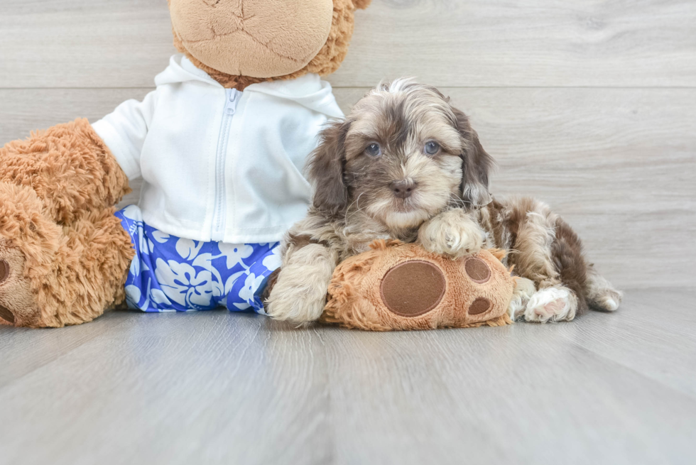 Popular Shih Poo Poodle Mix Pup