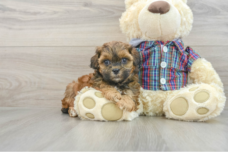 Friendly Shih Poo Baby