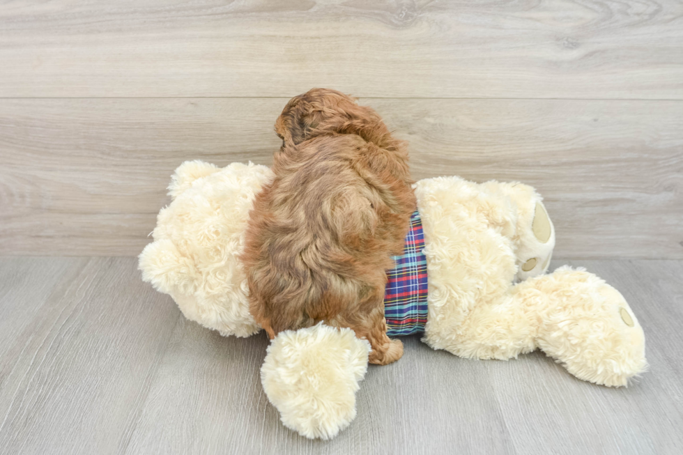 Sweet Shih Poo Baby