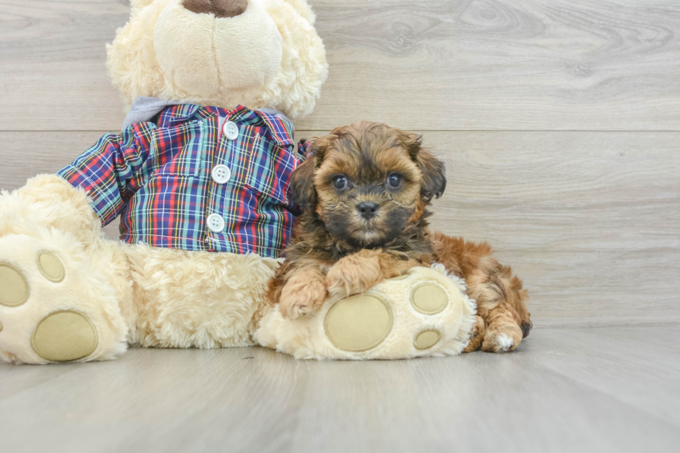 Friendly Shih Poo Baby