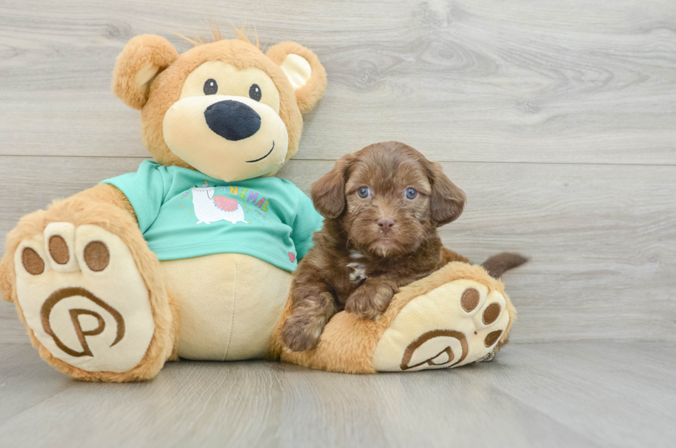 6 week old Shih Poo Puppy For Sale - Premier Pups