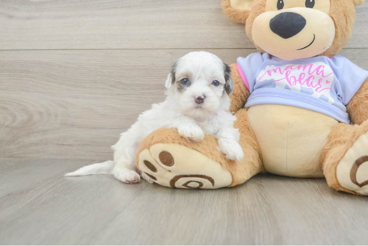 Best Shih Poo Baby