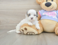 6 week old Shih Poo Puppy For Sale - Premier Pups