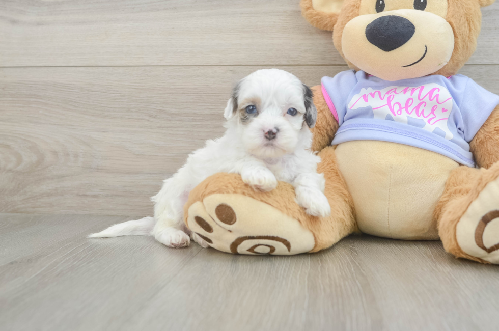 5 week old Shih Poo Puppy For Sale - Premier Pups