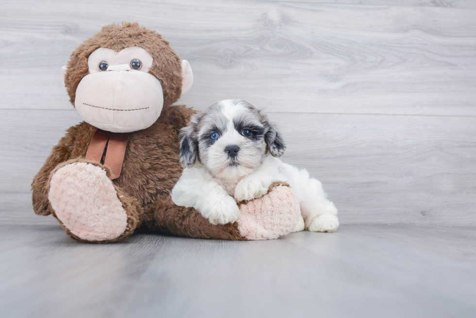 Shih Poo Pup Being Cute