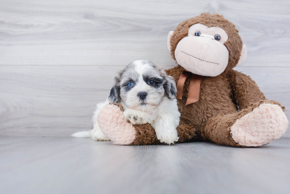 Shih Poo Pup Being Cute