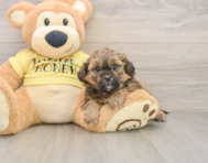 6 week old Shih Poo Puppy For Sale - Premier Pups