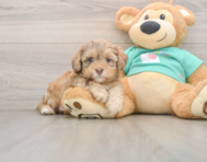 5 week old Shih Poo Puppy For Sale - Premier Pups