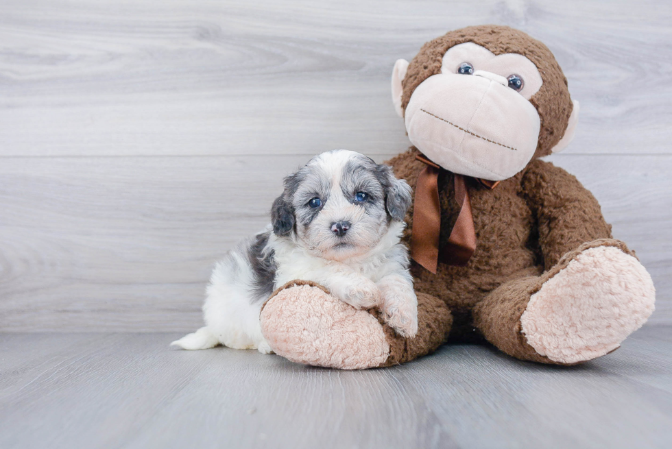 Poodle Pup Being Cute