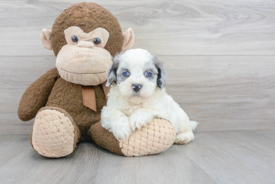 Best Shih Poo Baby