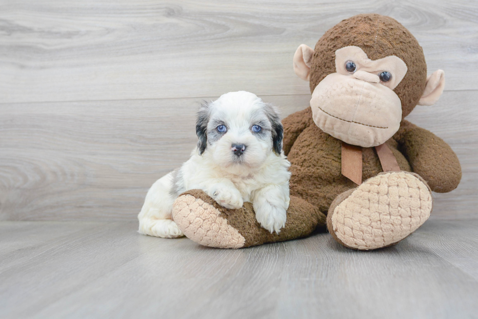 Shih Poo Puppy for Adoption