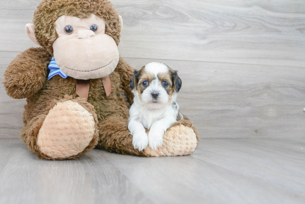 Fluffy Shih Poo Poodle Mix Pup