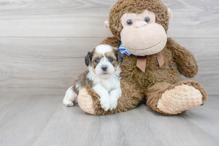 Petite Shih Poo Poodle Mix Pup