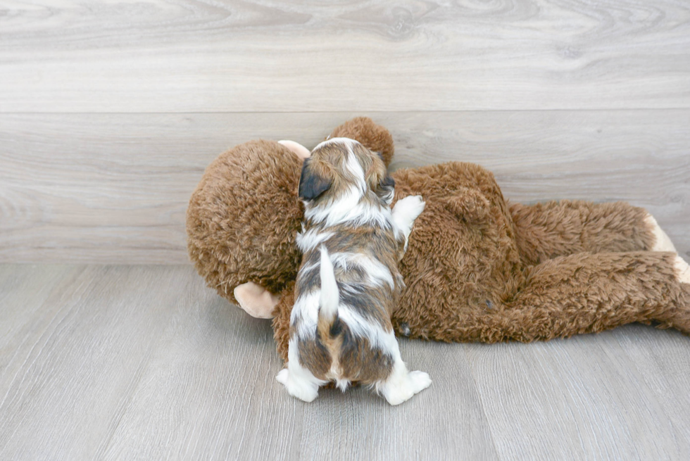 Shih Poo Pup Being Cute