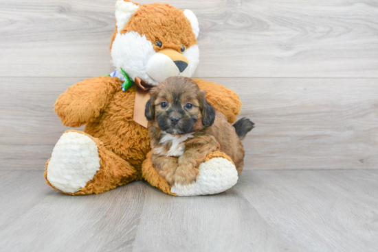 Shih Poo Pup Being Cute