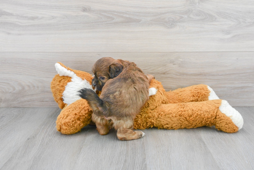 Funny Shih Poo Poodle Mix Pup