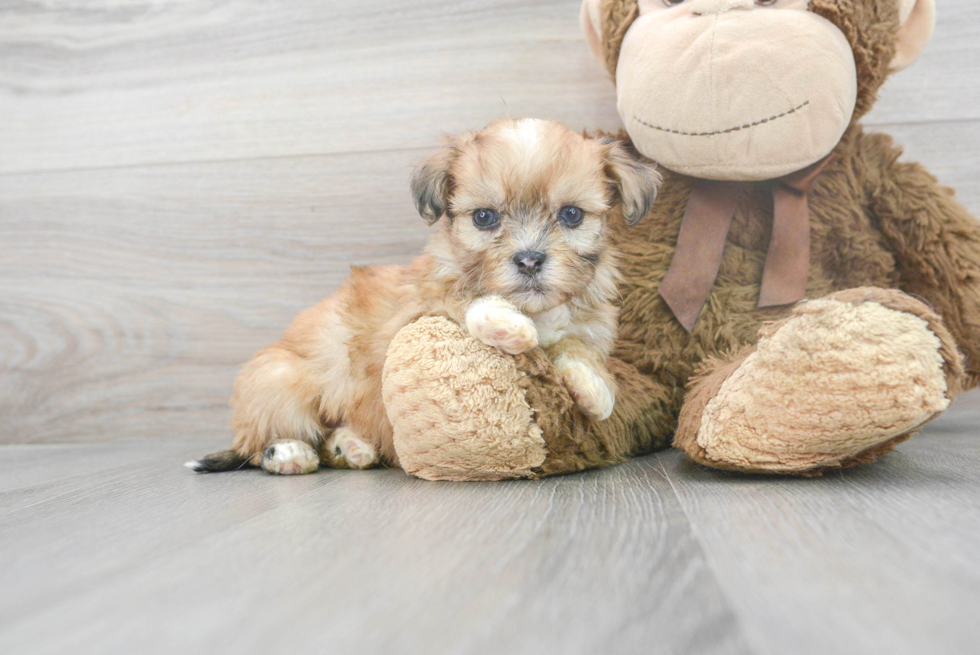 Funny Shih Poo Poodle Mix Pup