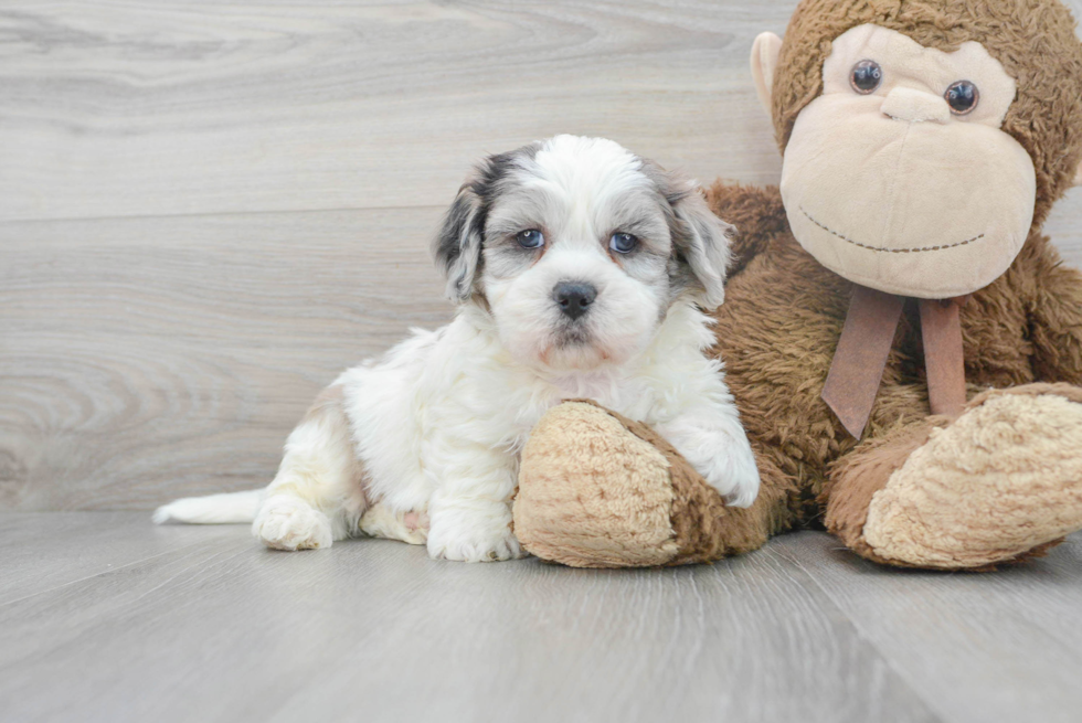 Shih Poo Puppy for Adoption