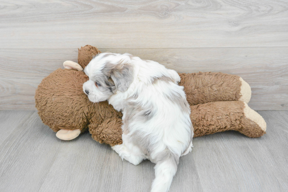 Shih Poo Pup Being Cute