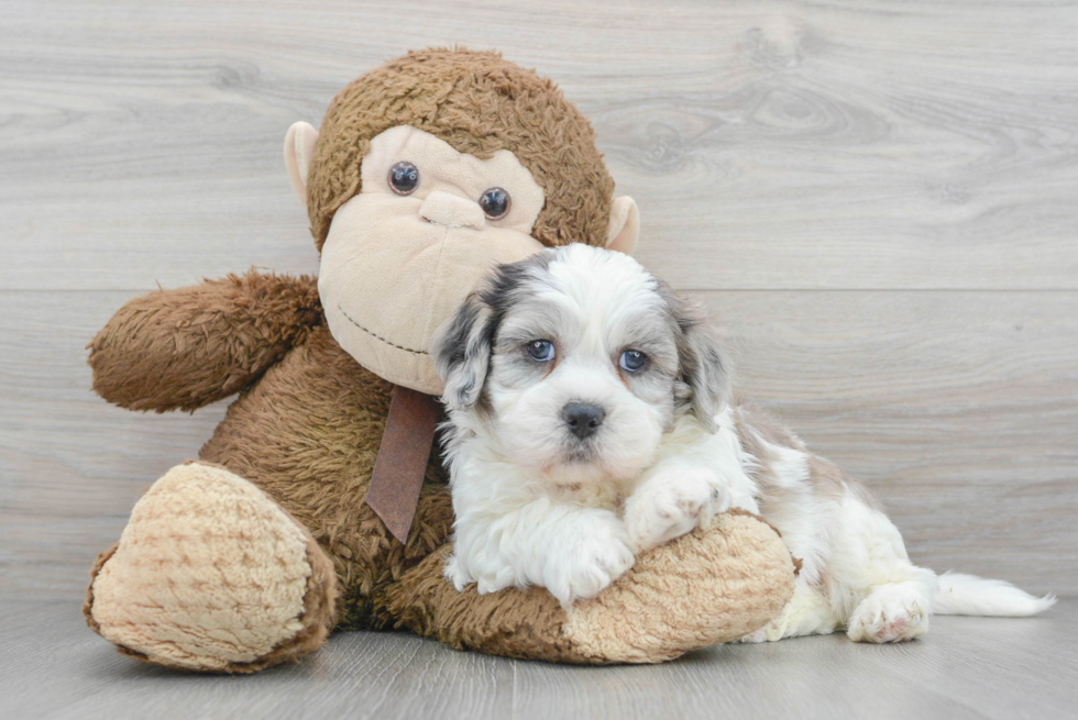 Friendly Shih Poo Baby