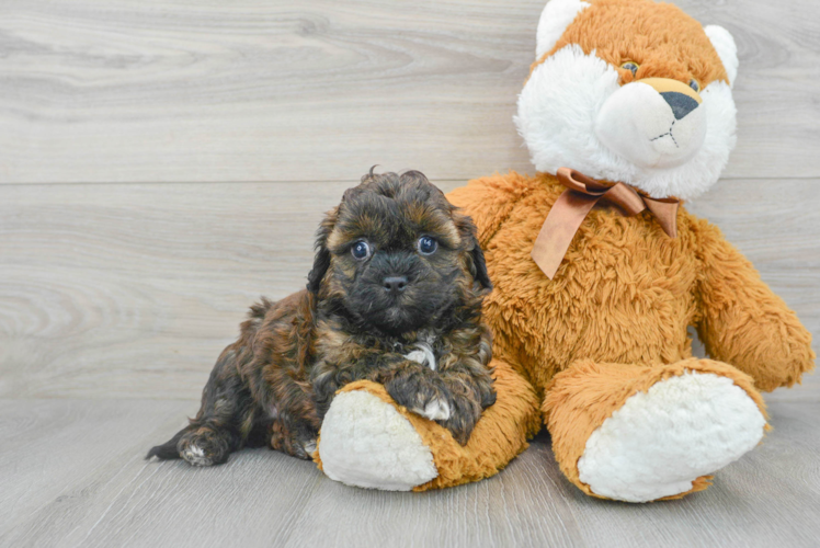 Best Shih Poo Baby