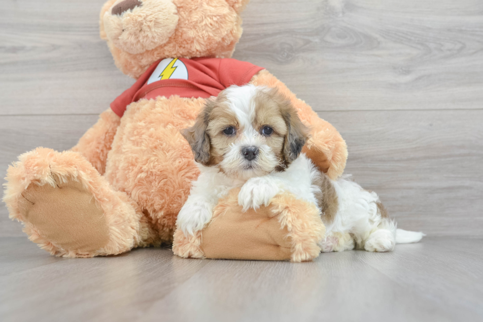 Best Shih Poo Baby