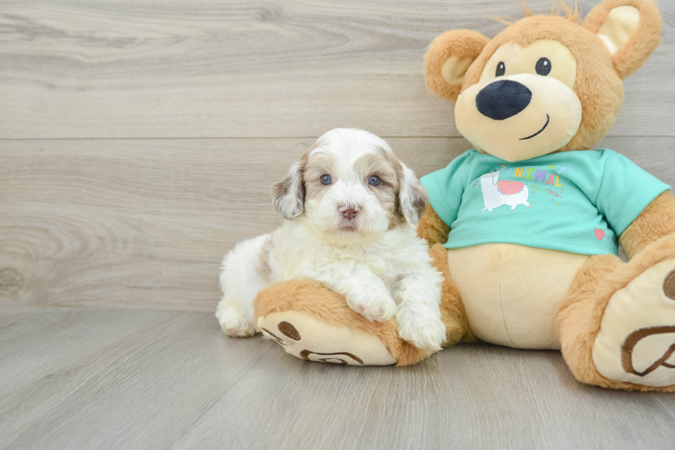 Shih Poo Pup Being Cute