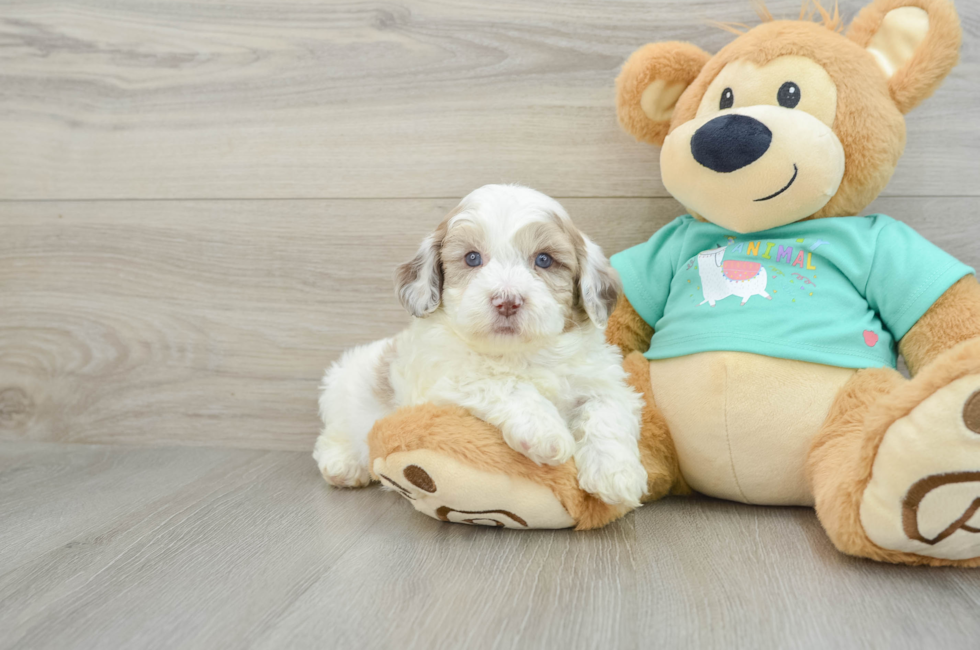 6 week old Shih Poo Puppy For Sale - Premier Pups