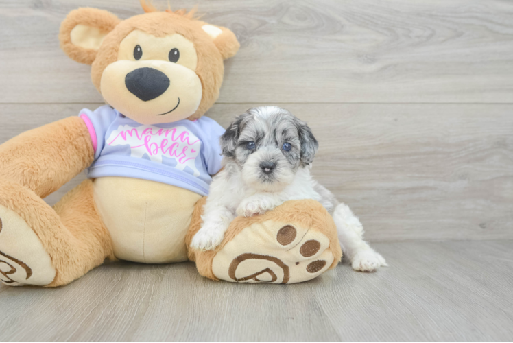 Fluffy Shih Poo Poodle Mix Pup