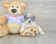 6 week old Shih Poo Puppy For Sale - Premier Pups