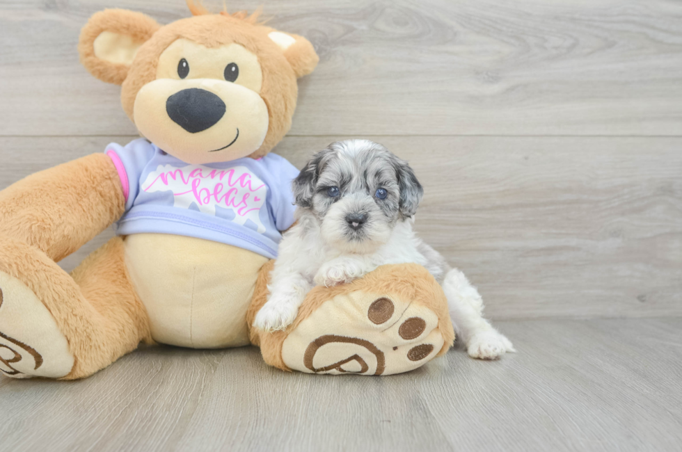 5 week old Shih Poo Puppy For Sale - Premier Pups