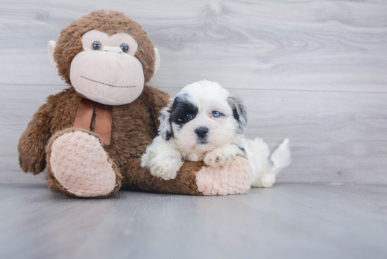 Shih Poo Puppy for Adoption