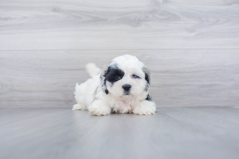 Sweet Shih Poo Baby