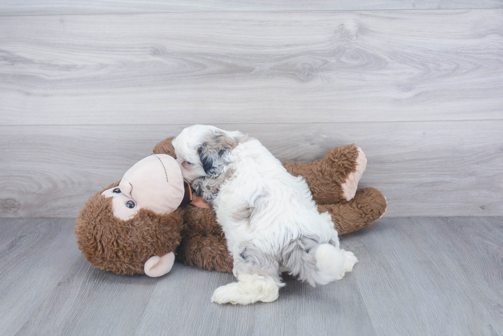 Little Shihpoo Poodle Mix Puppy