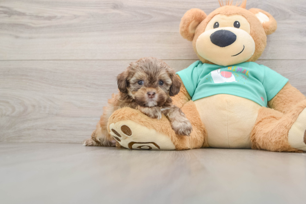 Shih Poo Puppy for Adoption