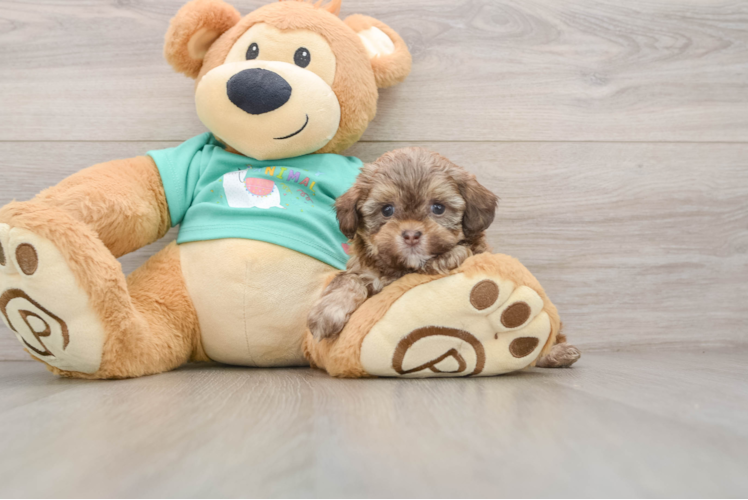 Shih Poo Pup Being Cute