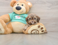 5 week old Shih Poo Puppy For Sale - Premier Pups