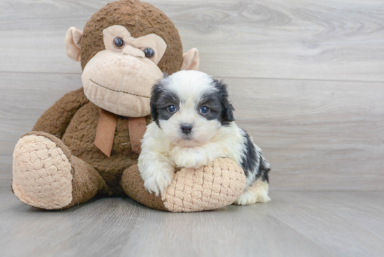 Sweet Shih Poo Baby